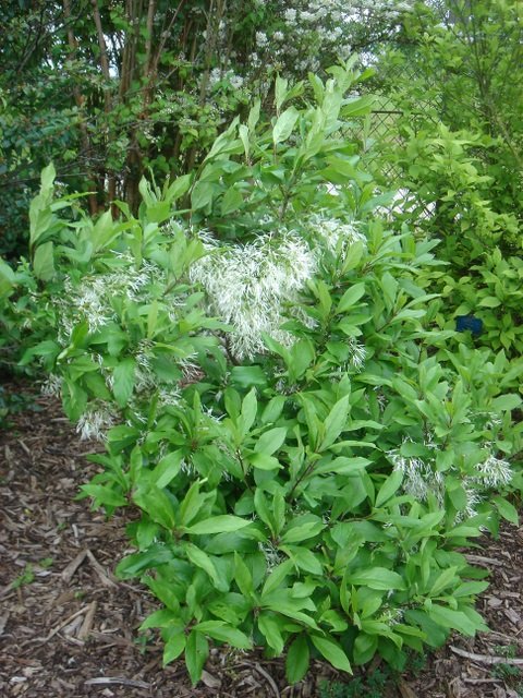Chionanthus virginicus P2C (3)